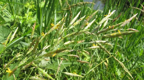 Risque élevé d'allergies au pollen dans la région ces prochains jours